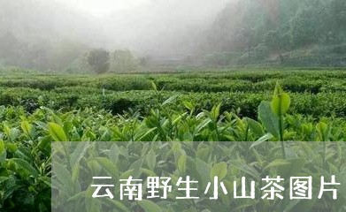 云南野生小山茶图片/2023032130591