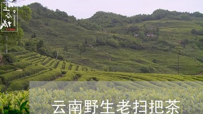 云南野生老扫把茶/2023032565826