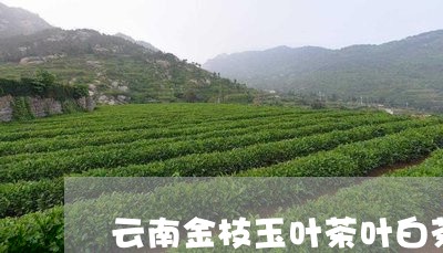 云南金枝玉叶茶叶白茶价格/2023040125471