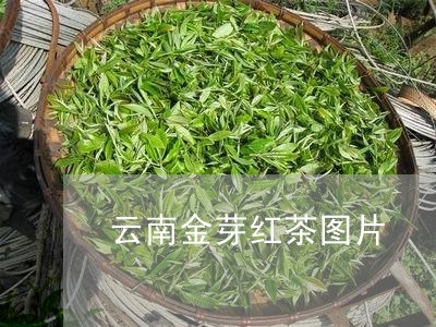 云南金芽红茶图片/2023032521758