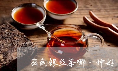 云南银丝茶哪一种好/2023032132804