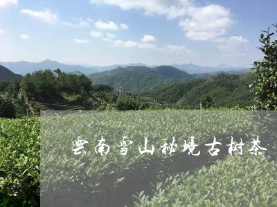 云南雪山秘境古树茶/2023032110717