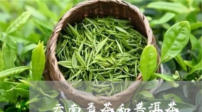 云南青茶和普洱茶/2023041169682