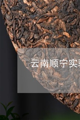 云南顺宁实验茶厂/2023032532937