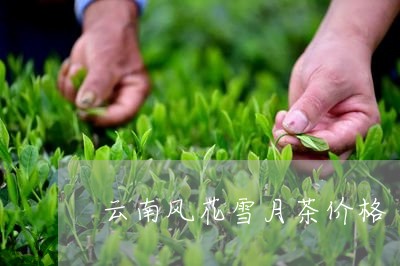 云南风花雪月茶价格/2023032201604