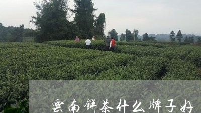 云南饼茶什么牌子好/2023032167470