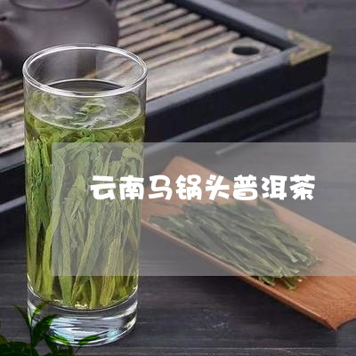 云南马锅头普洱茶/2023041251727