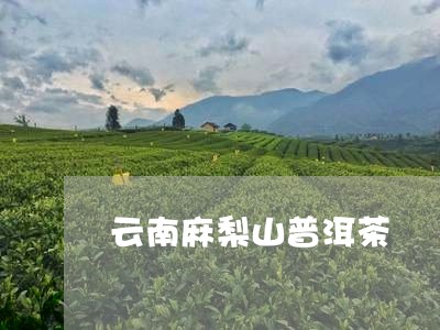 云南麻梨山普洱茶/2023031679382