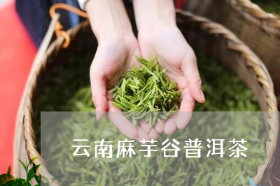 云南麻芋谷普洱茶/2023031631793