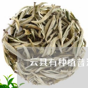 云县有种植普洱茶/2023033069602