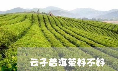 云子普洱茶好不好/2023033046848