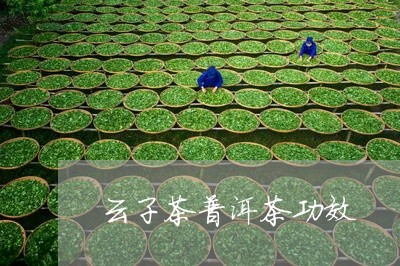 云子茶普洱茶功效/2023031601491