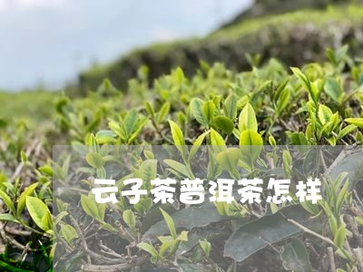 云子茶普洱茶怎样/2023031659492