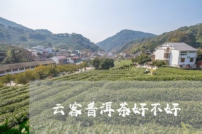 云客普洱茶好不好/2023033038503