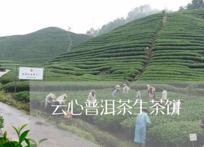 云心普洱茶生茶饼/2023032955038