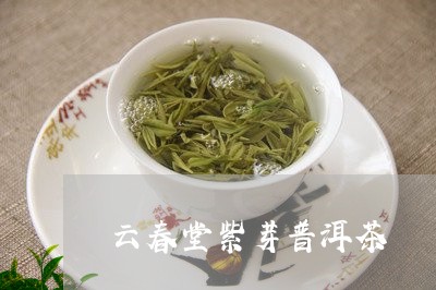 云春堂紫芽普洱茶/2023033189695