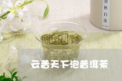 云普天下泡普洱茶/2023033051806