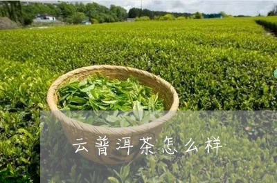 云普洱茶怎么样/2023041469370