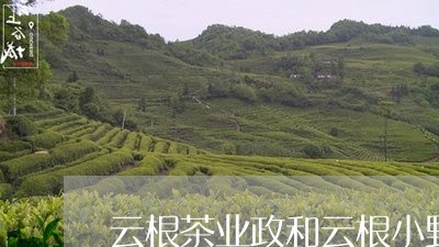 云根茶业政和云根小野白茶/2023040164938