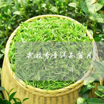 云桢号普洱茶茗月/2023033040714