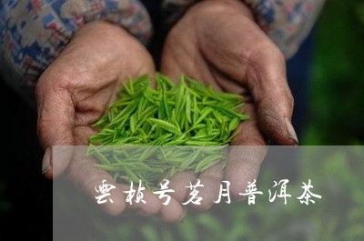 云桢号茗月普洱茶/2023041360504