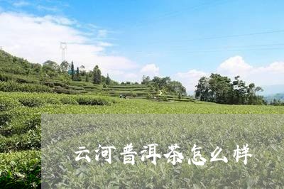 云河普洱茶怎么样/2023031893040