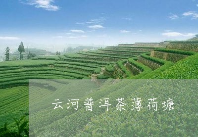 云河普洱茶薄荷塘/2023031843038