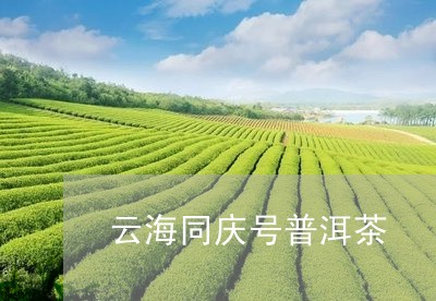 云海同庆号普洱茶/2023041250483