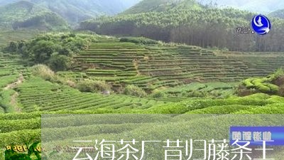 云海茶厂昔归藤条王/2023041480696