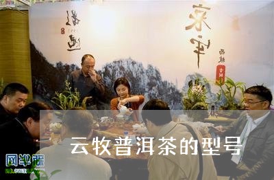 云牧普洱茶的型号/2023031684169