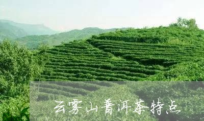 云雾山普洱茶特点/2023041093857