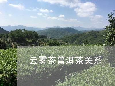 云雾茶普洱茶关系/2023031528273