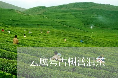 云鹰号古树普洱茶/2023033161724