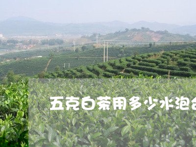 五克白茶用多少水泡合适喝/2023040164180