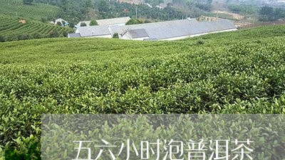 五六小时泡普洱茶/2023033050401