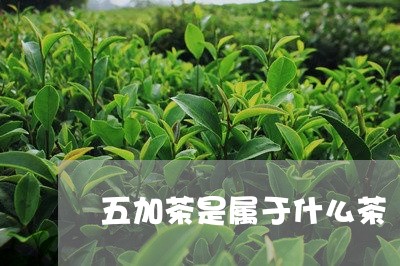 五加茶是属于什么茶/2023041552514