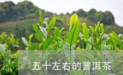 五十左右的普洱茶/2023040956282