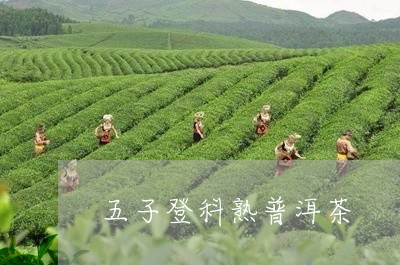 五子登科熟普洱茶/2023033020693