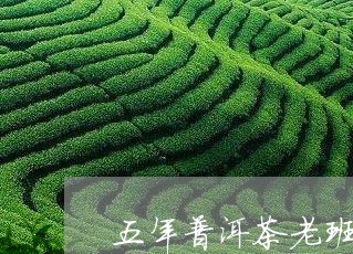 五年普洱茶老班章/2023041207350