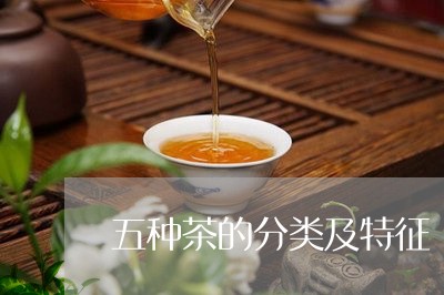 五种茶的分类及特征/2023041779726