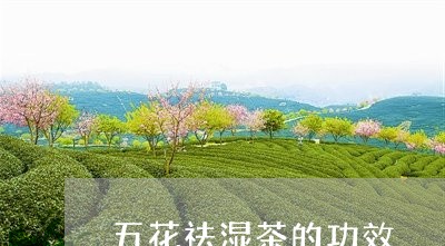 五花祛湿茶的功效/2023032529704