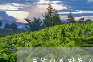 五茗仙茶叶怎么样/2023032593808