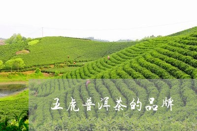 五虎普洱茶的品牌/2023033035261