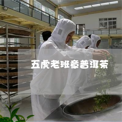 五虎老班章普洱茶/2023031722837