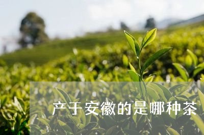 产于安徽的是哪种茶/2023031954369