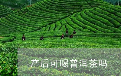 产后可喝普洱茶吗/2023041306078