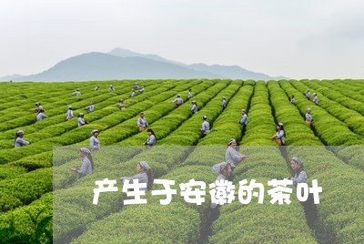 产生于安徽的茶叶/2023032728482