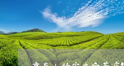 京东上的安吉白茶店铺推荐/2023040156169