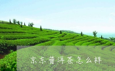 京东普洱茶怎么样/2023041356041