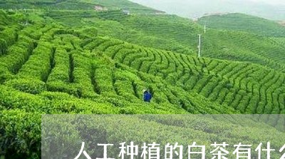 人工种植的白茶有什么功效/2023040182927